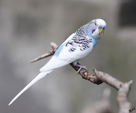 Featured image of post Blue And White Parakeet