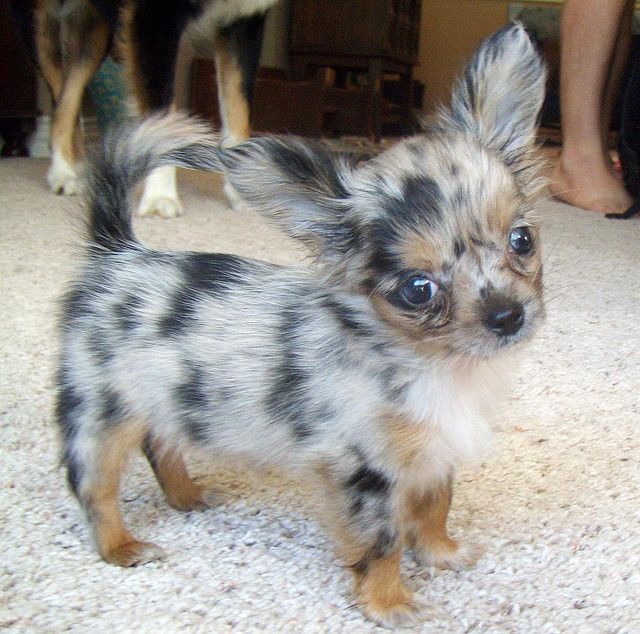 Featured image of post Blue Merle Long Haired Teacup Chihuahua