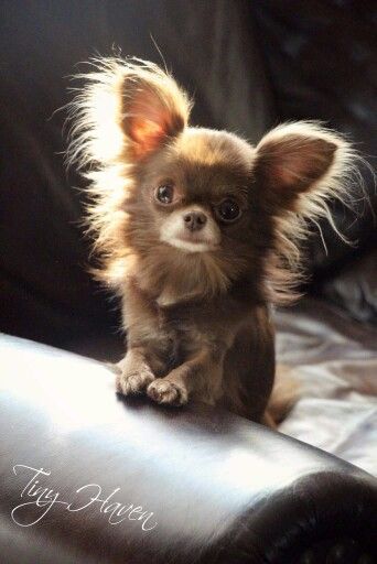 Featured image of post Brown Long Haired Teacup Chihuahua