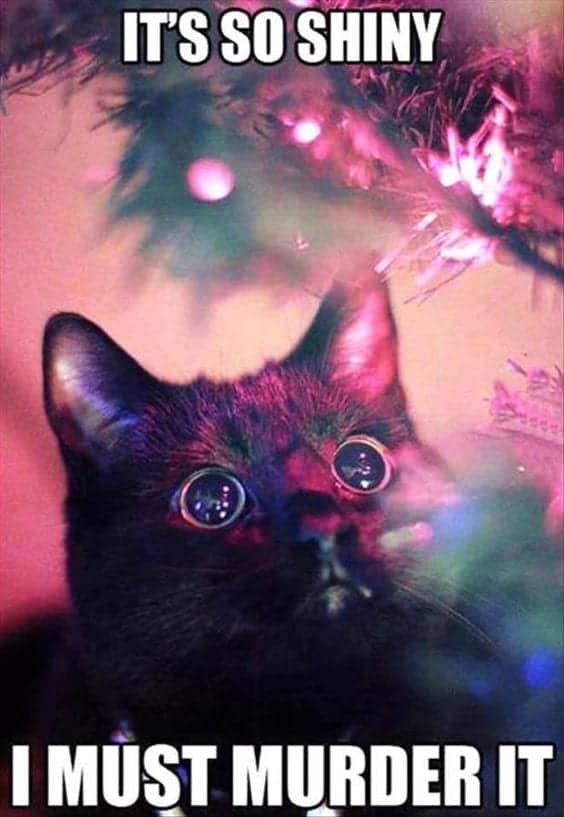 Featured image of post Christmas Vacation Cat Meme