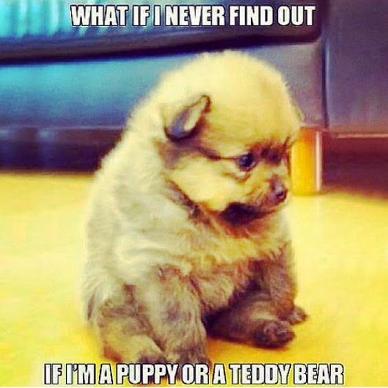 Featured image of post Hilarious Cute Puppy Memes