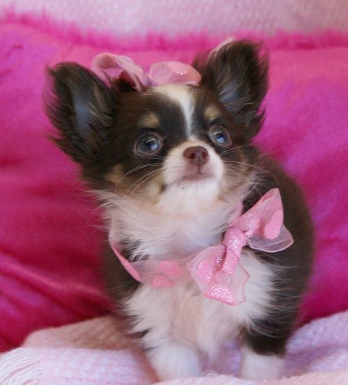 Featured image of post Long Haired Teacup Chihuahua For Sale