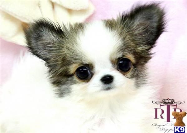 Featured image of post Long Haired Teacup Chihuahua Puppy