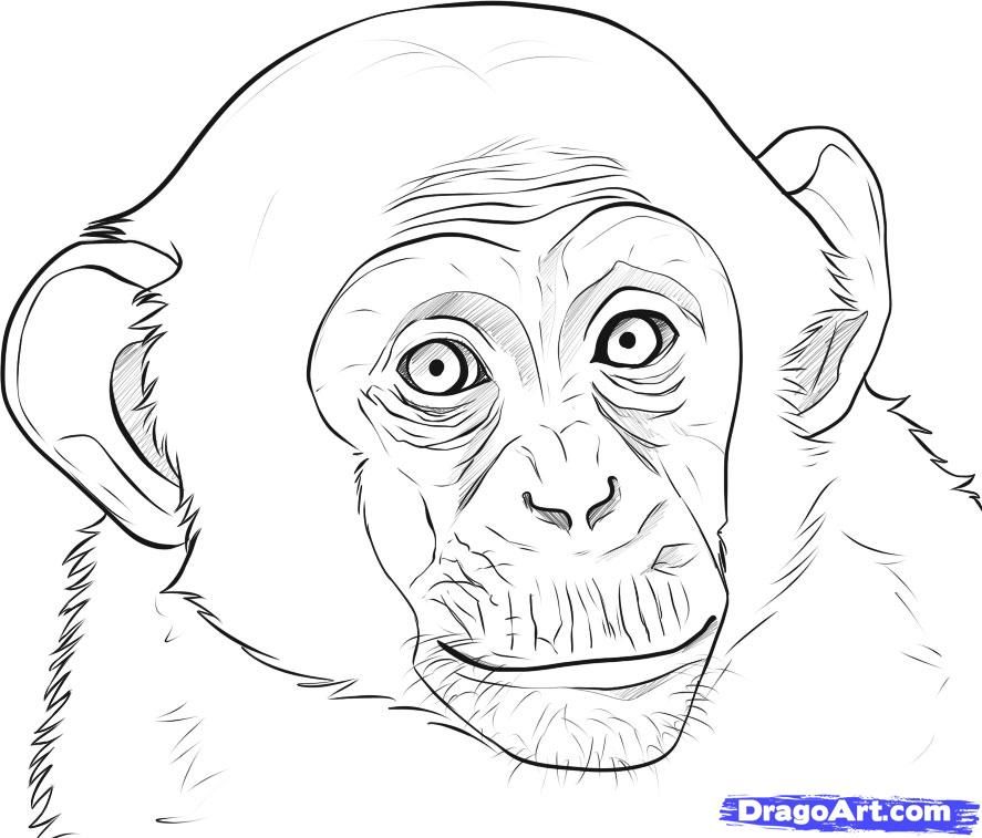 Featured image of post Monkey Drawing Realistic