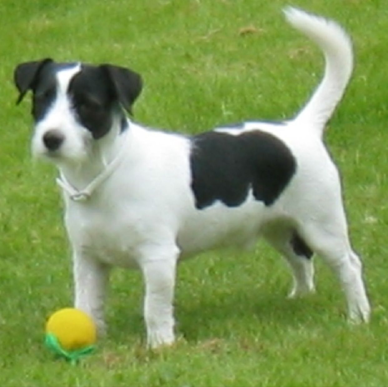 Featured image of post Parson Russell Terrier Black