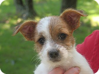 Featured image of post Parson Russell Terrier Chihuahua Mix