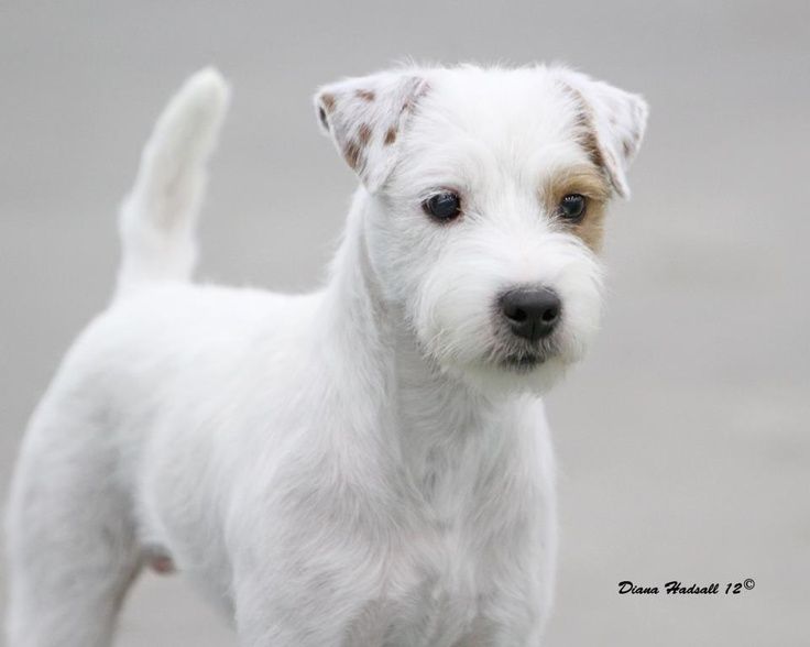 Featured image of post Parson Russell Terrier Long Hair