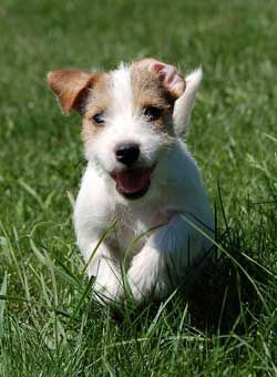 Featured image of post Parson Russell Terrier Puppies For Sale