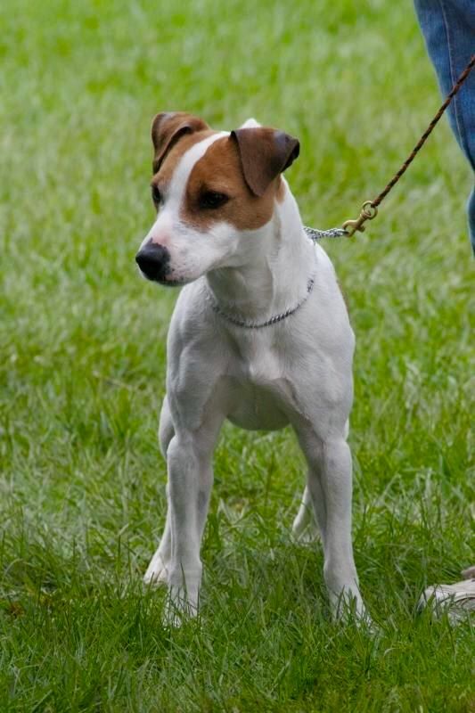 Featured image of post Parson Russell Terrier Smooth