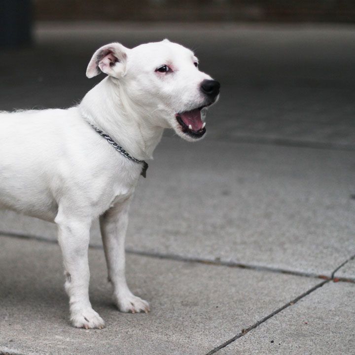 Featured image of post Parson Russell Terrier White