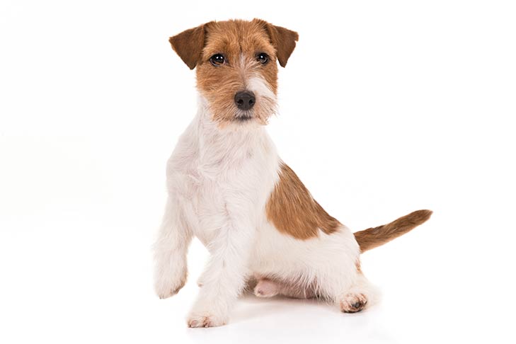 Featured image of post Parson Russell Terrier Wire Haired