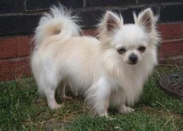 Featured image of post White Long Haired Teacup Chihuahua